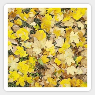 Yellow Maple Tree Leaves Sticker